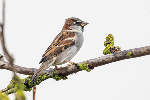 Passer domesticus